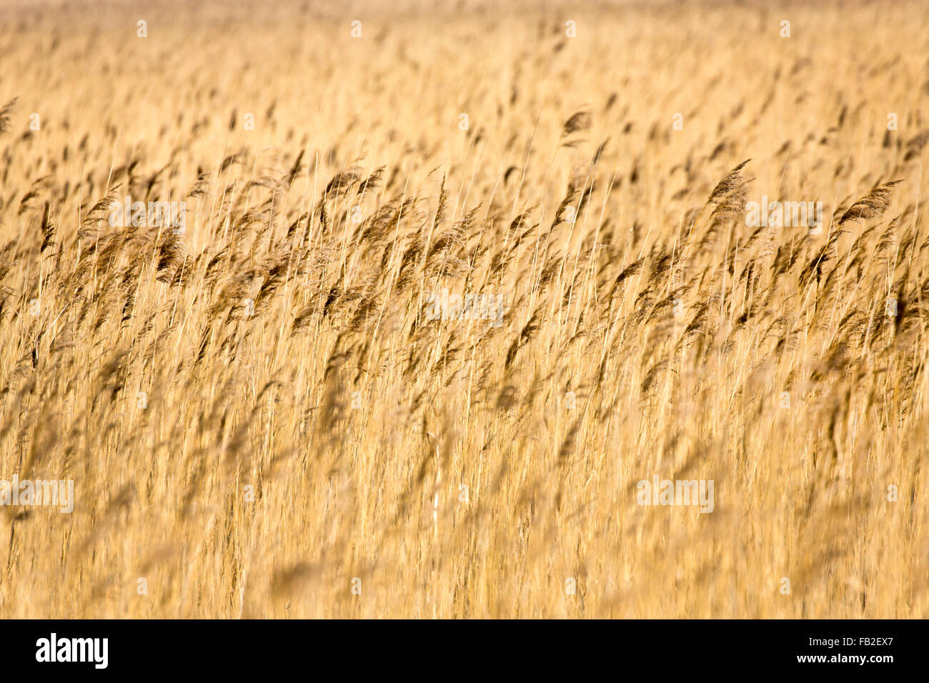 Netherlands, Kollumerpomp, National park called Lauwersmeer. Reed beds Stock Photo
