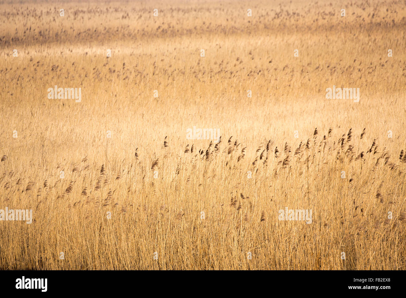 Netherlands, Kollumerpomp, National park called Lauwersmeer. Reed beds Stock Photo