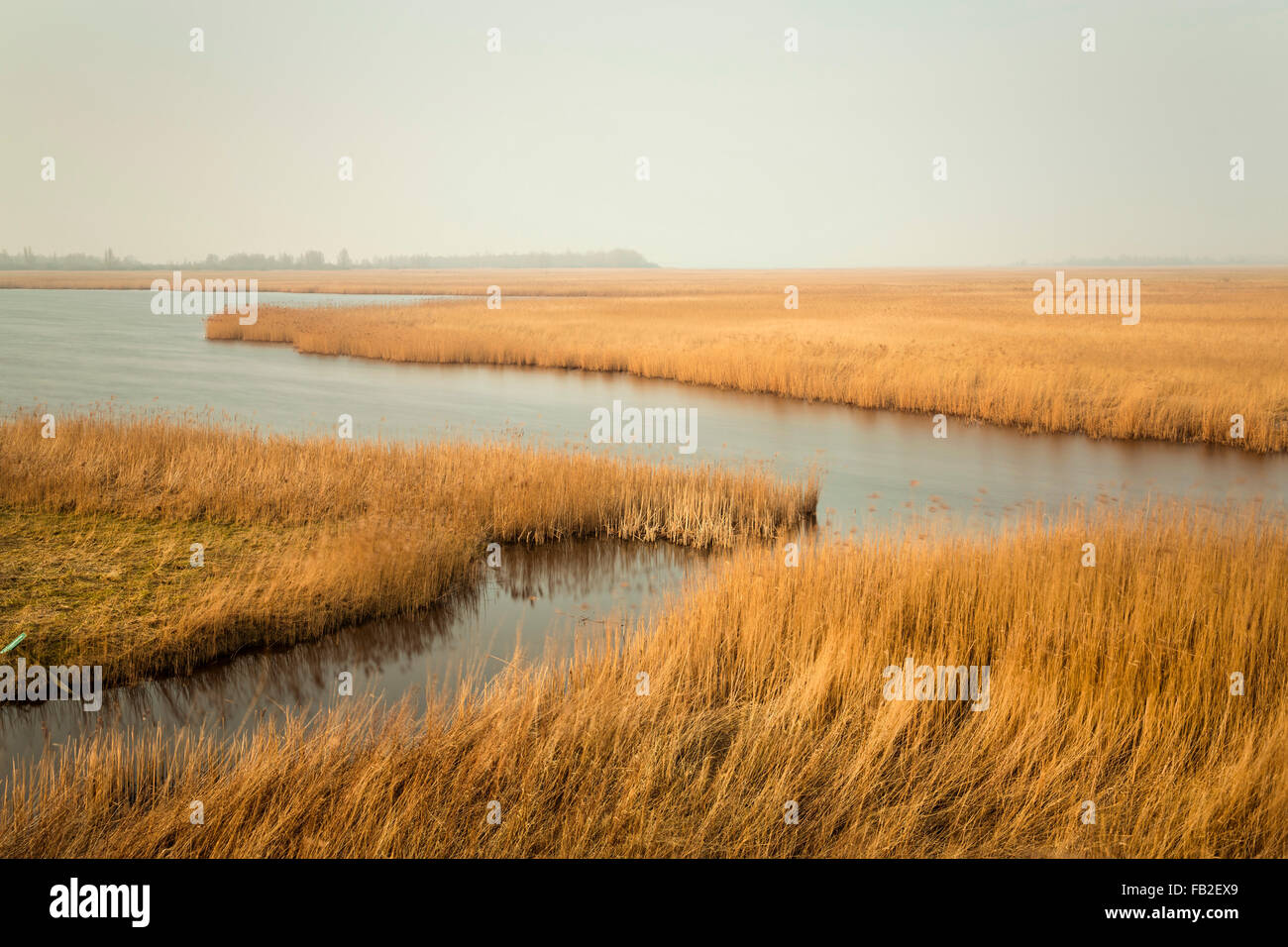 Netherlands, Kollumerpomp, National park called Lauwersmeer. Reed beds. Long exposure Stock Photo