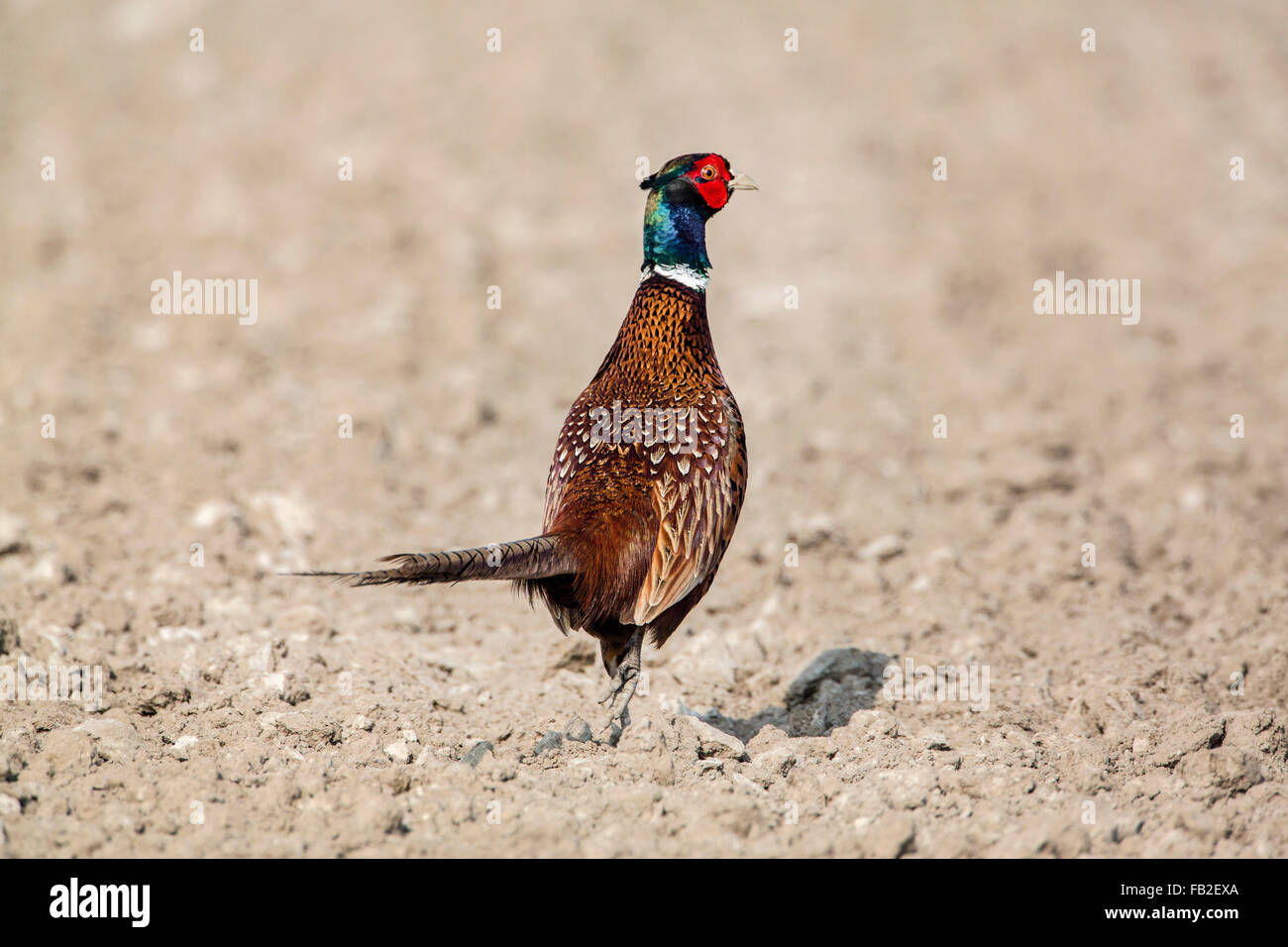 Netherlands, Kollumerpomp, Pheasant on plowed farmland Stock Photo