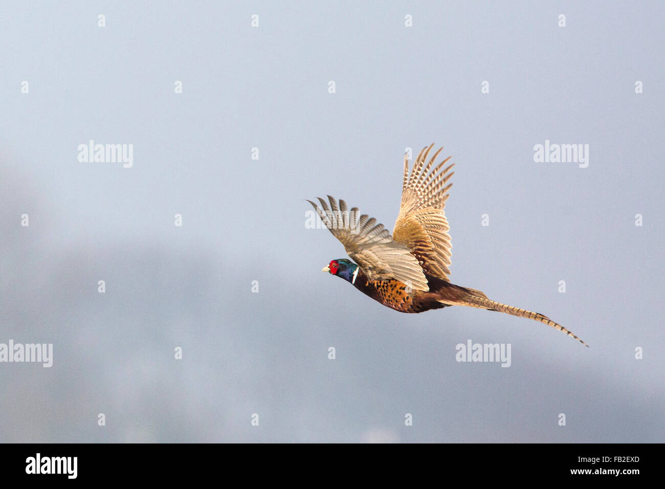 pheasants in flight