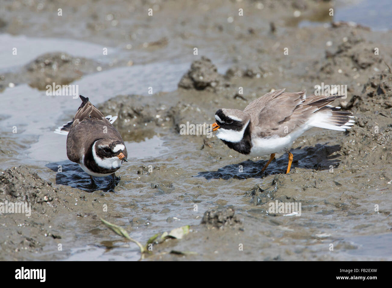 Netherlands, Ezumazijl, National Park Lauwersmeer, Ringed plovers, Dutch: Bontbekplevier Stock Photo