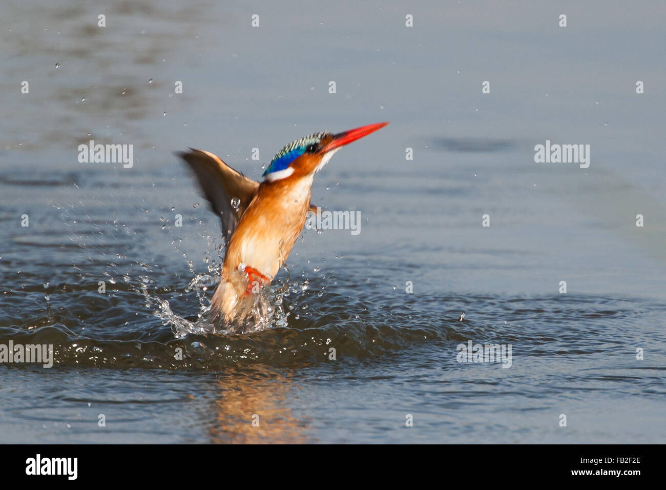 Malachite Kingfisher leaving water after diving for fish. Stock Photo
