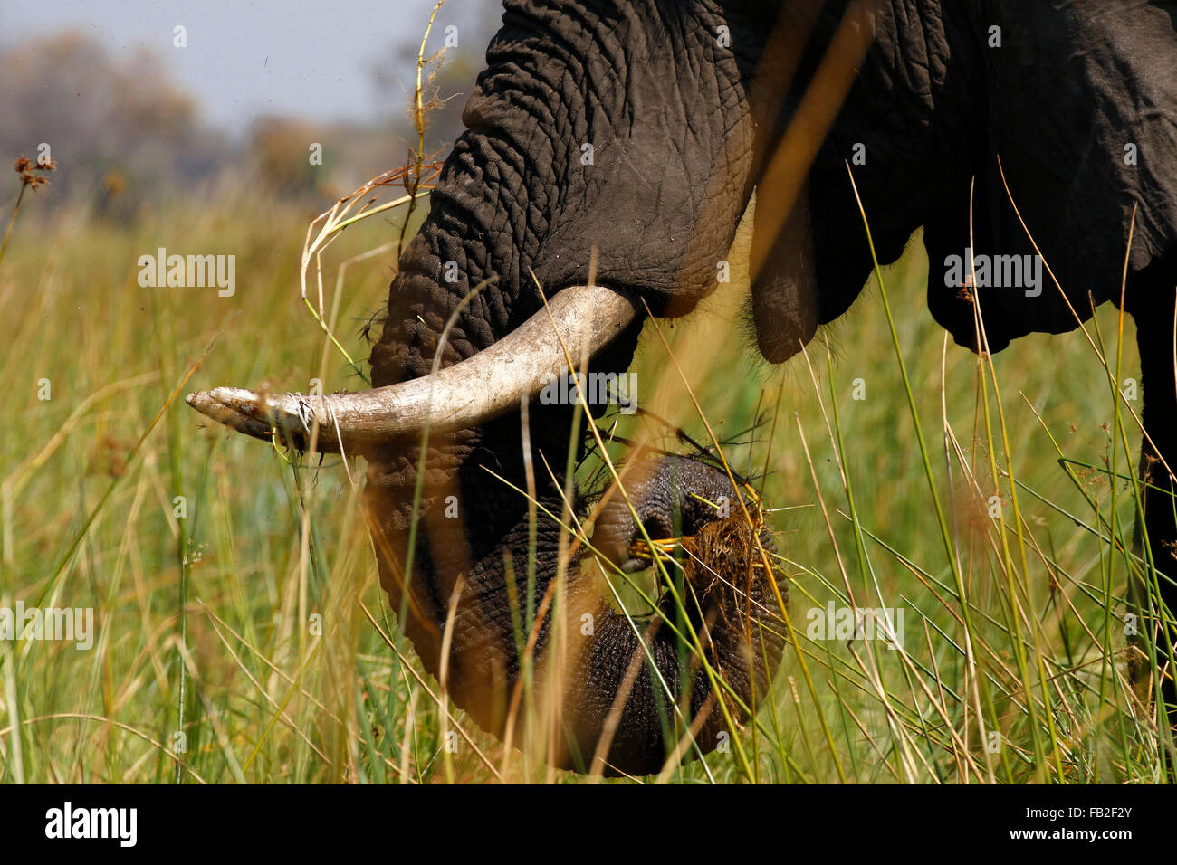 African bush Elephants are our largest living terrestrial animal