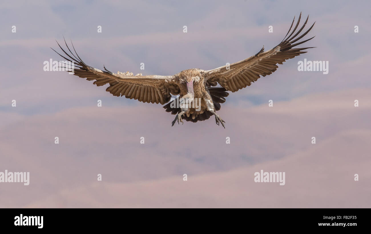 Cape Vulture coming into land with feet extended Stock Photo