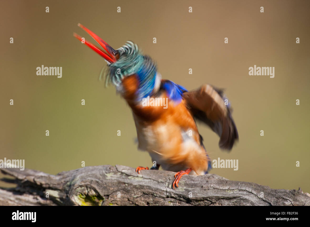 Malachite Kingfisher shaking its head after diving into the water to catch fish. Having a bad hair day. Stock Photo