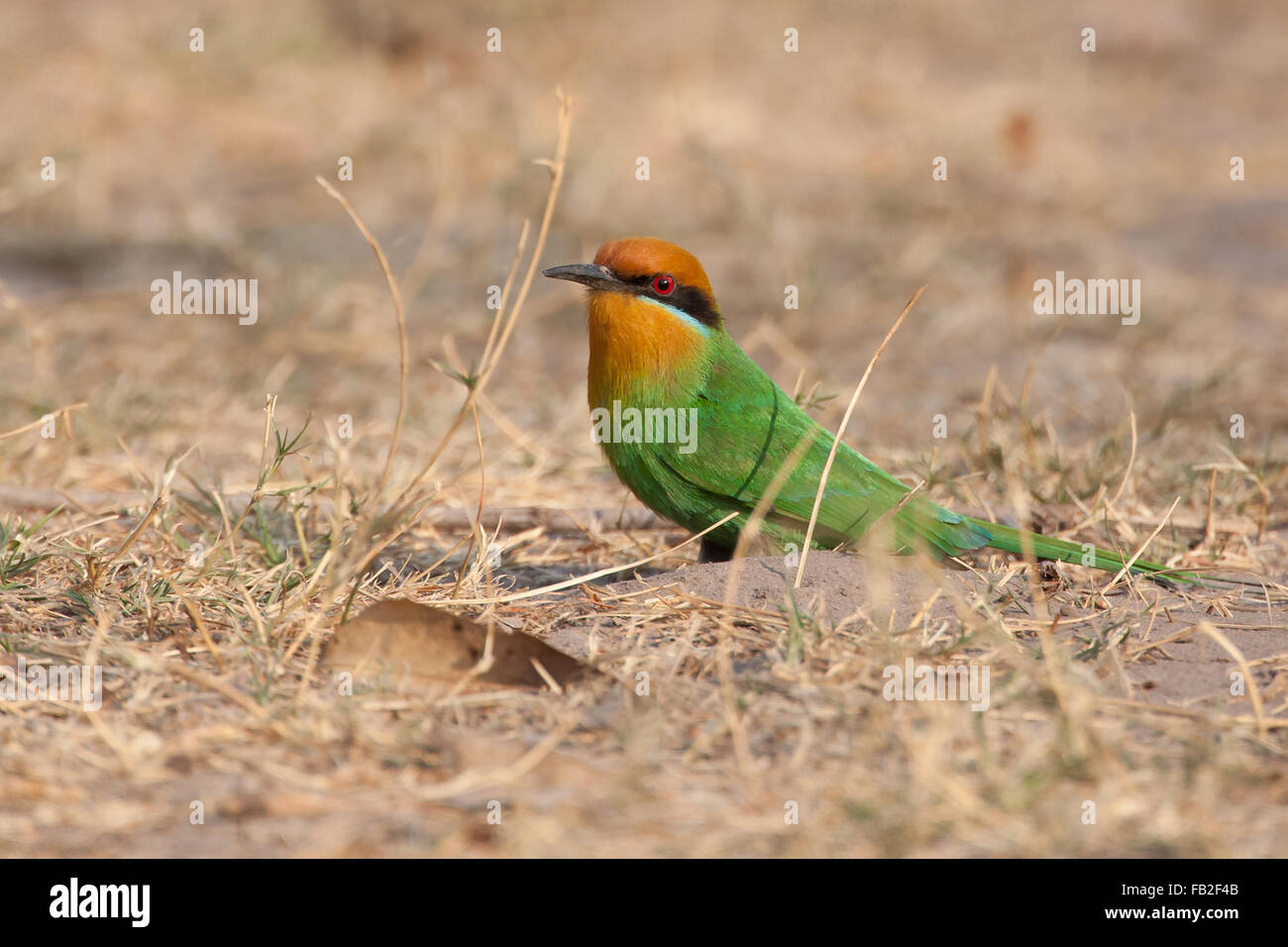 Bohm's Bee-eater sitting infront of its nest on the ground. Merops boehmi Stock Photo
