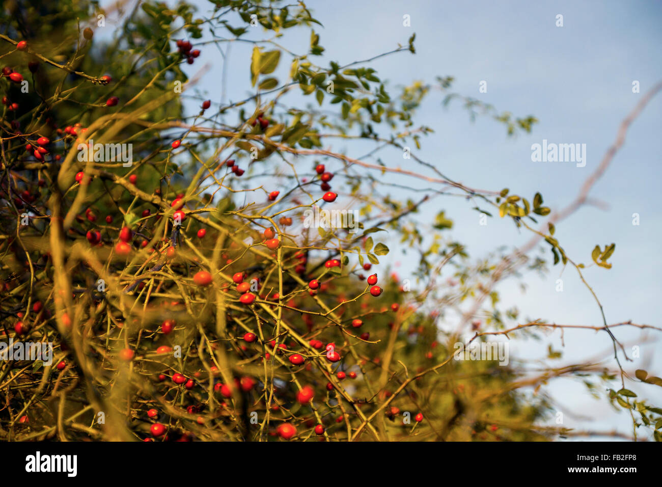 Rose hip bush hires stock photography and images Alamy