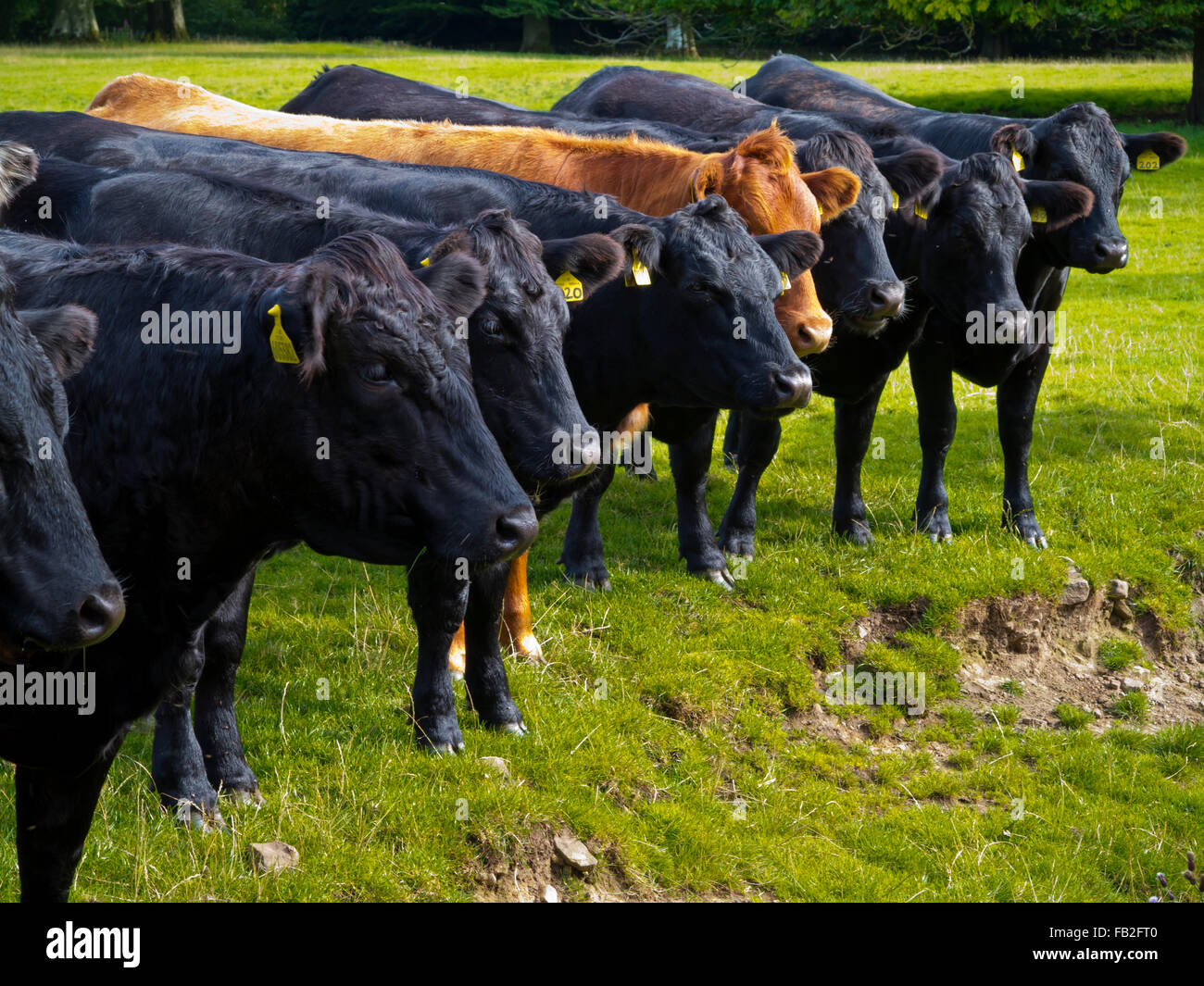 Herd of black and brown grazing cattle standing in a line in a field with identification tags attached to their ears Stock Photo
