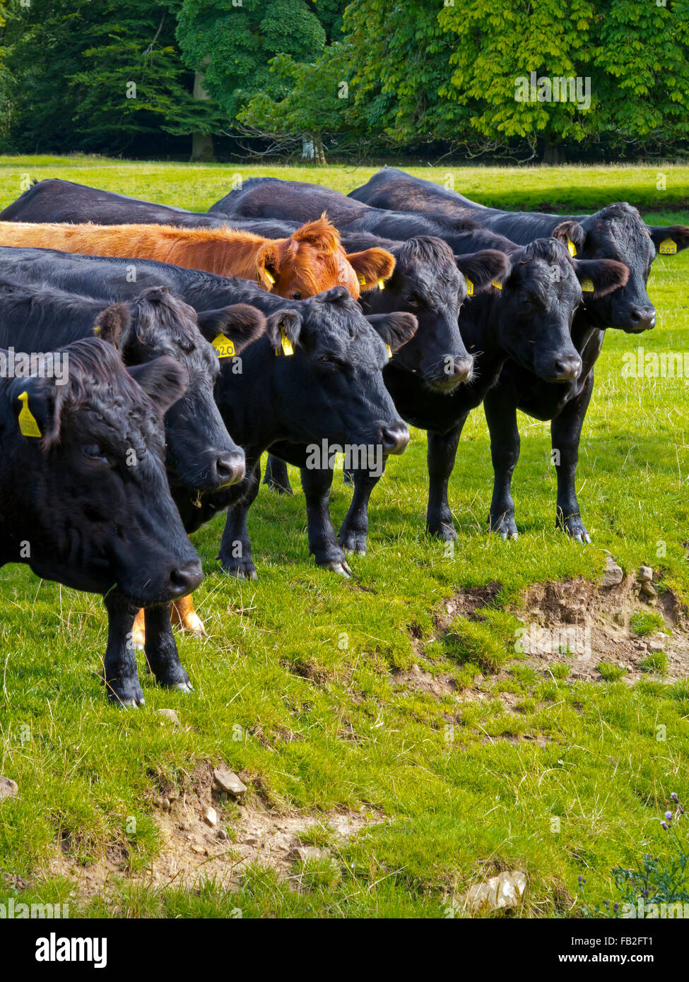 Herd of black and brown grazing cattle standing in a line in a field with identification tags attached to their ears Stock Photo