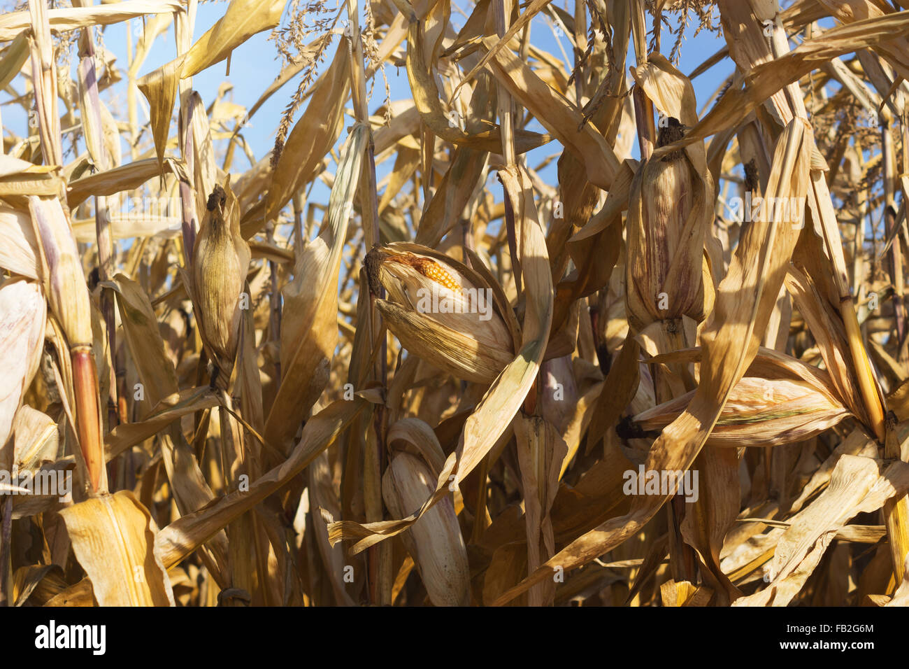 ripe corn before harvest Stock Photo