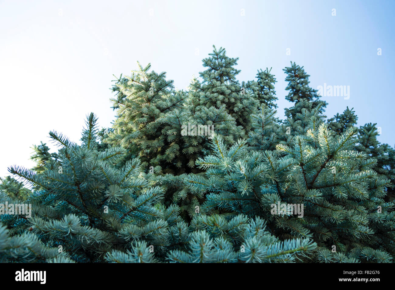 tree with blue needles Stock Photo Alamy