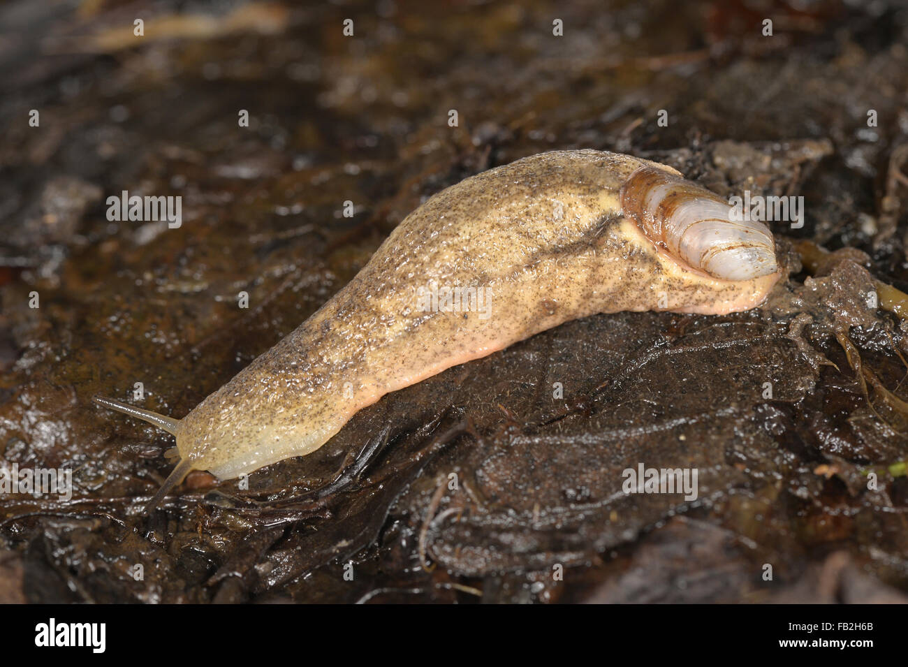 Atlantic Shelled Slug - Testacella maugei Stock Photo - Alamy