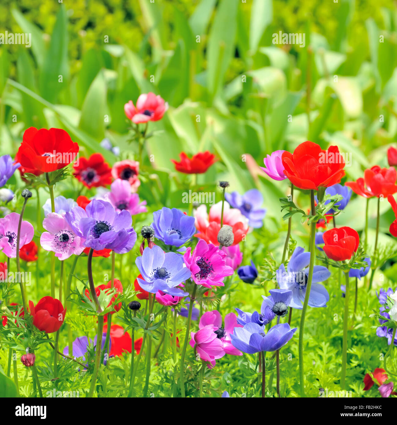 Anemone flowers on field in spring time Stock Photo