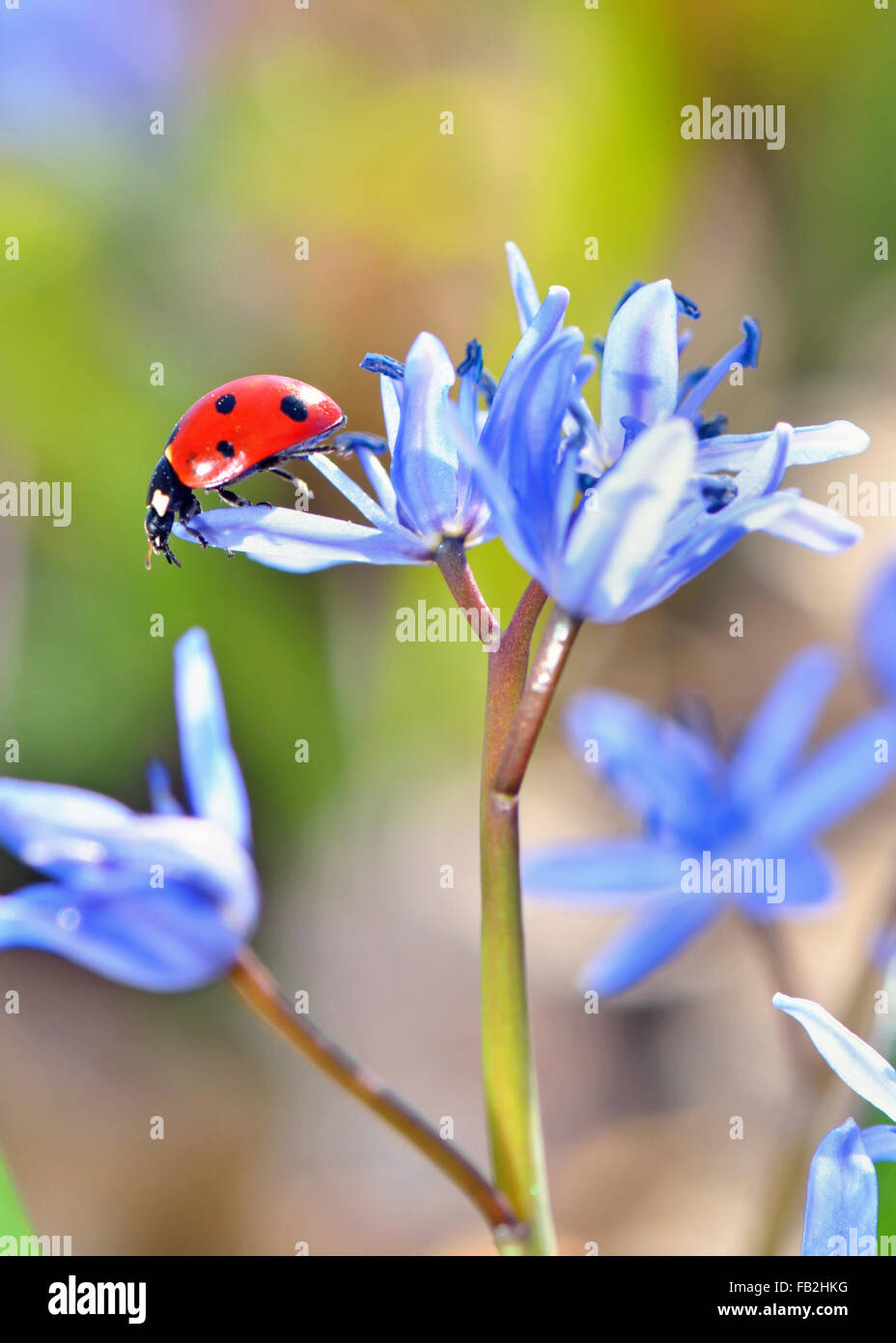 Single Ladybug on violet flowers Stock Photo