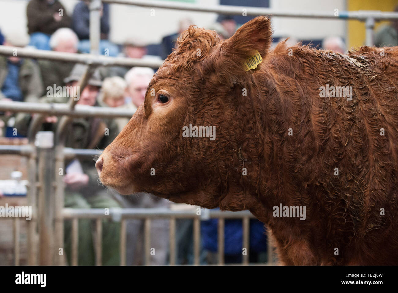 A cow in the auction ring at York Livestock Auction Centre near York in North Yorkshire, UK. Stock Photo