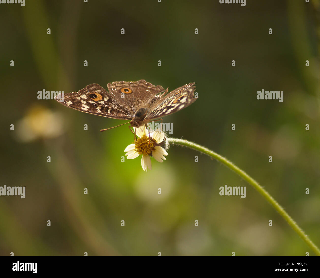 Brown Butterfly and Wild Daisy. Stock Photo