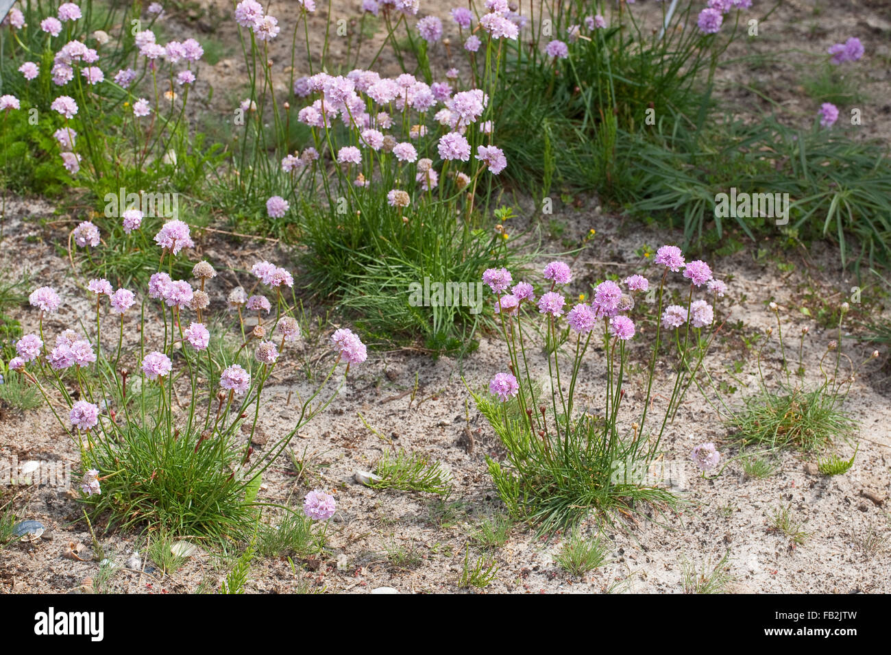 Common Thrift, sea thrift, sea pink, Strand-Grasnelke, Strandgrasnelke, Grasnelke, Armeria maritima, L'armérie maritime Stock Photo