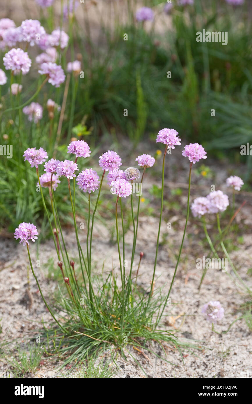 Common Thrift, sea thrift, sea pink, Strand-Grasnelke, Strandgrasnelke, Grasnelke, Armeria maritima, L'armérie maritime Stock Photo