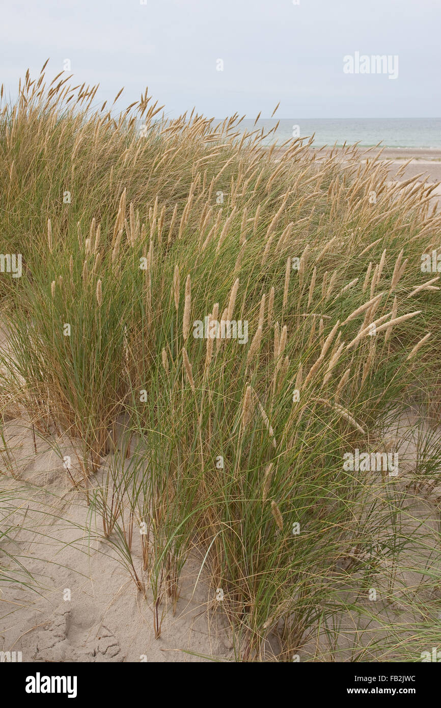 Beach Grass, Marram Grass, Gewöhnlicher Strand-Hafer, Strandhafer, Helm, auf Weißdüne der Meeresküste, Ammophila arenaria Stock Photo