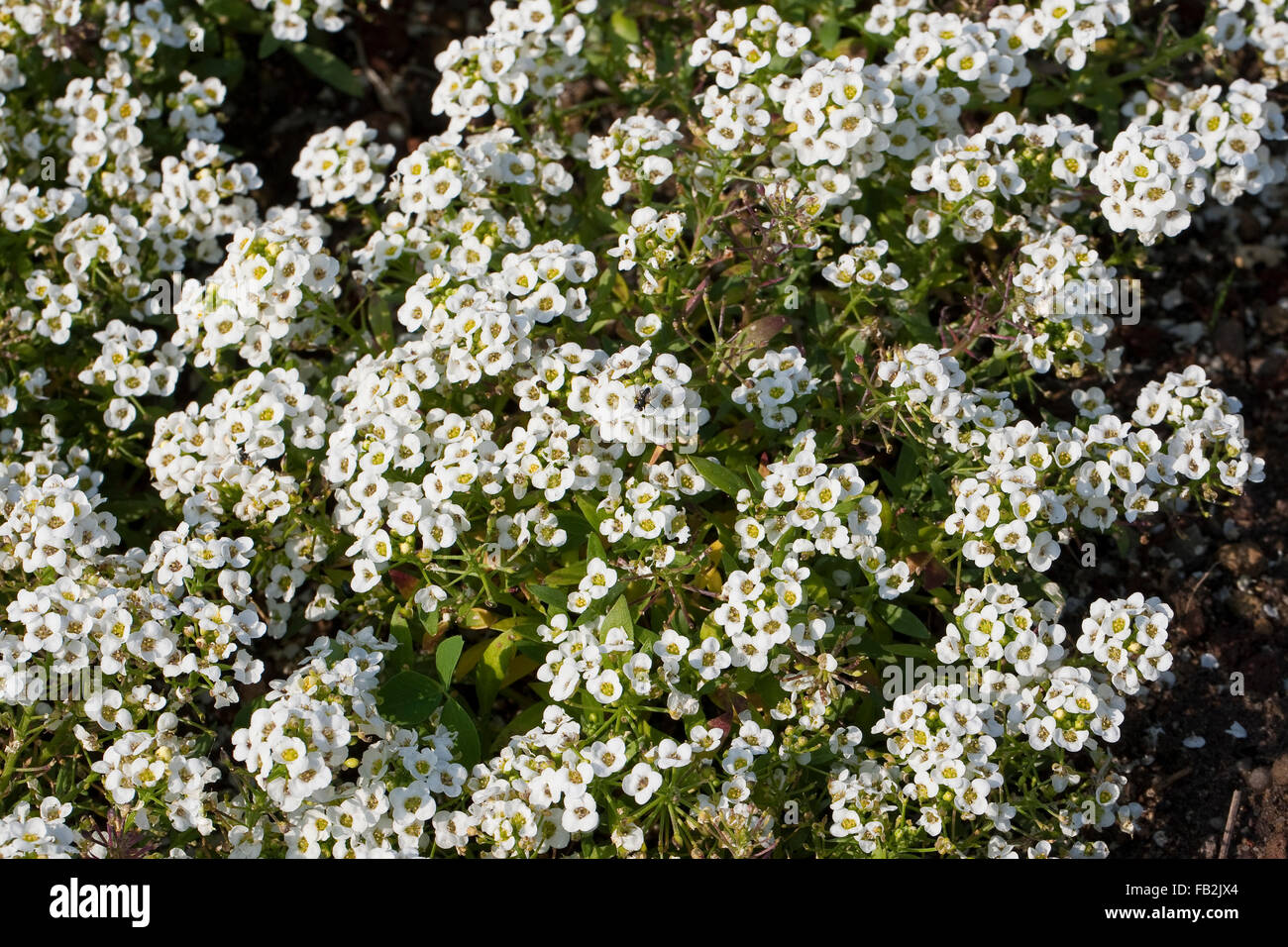 Sweet Alison, Sweet Alyssum, Strand-Silberkraut, Silberkraut, Strandsilberkraut, Strandkresse, Strand-Kresse, Lobularia maritima Stock Photo