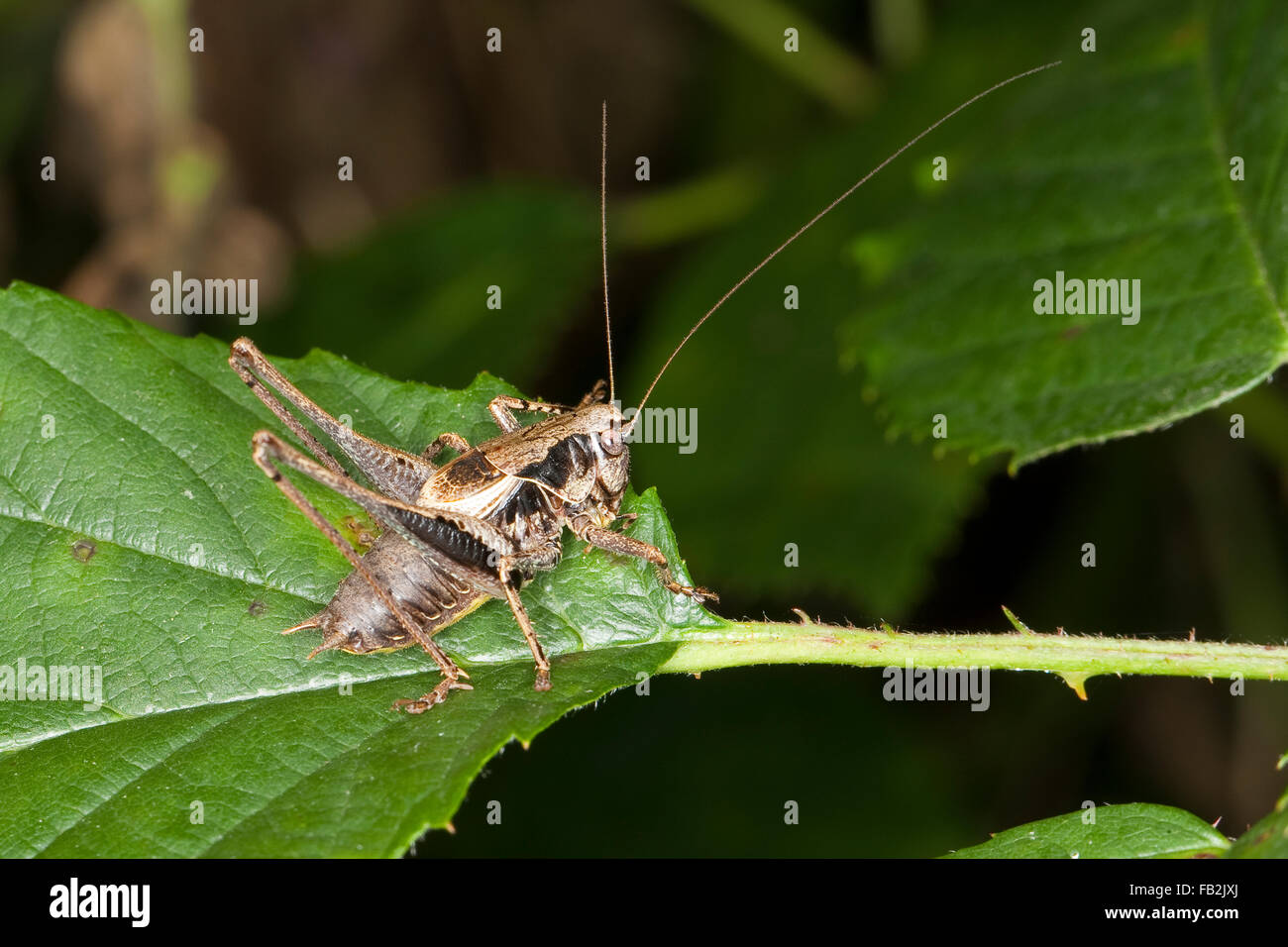 Dark bushcricket, male, Gewöhnliche Strauchschrecke, Männchen, Pholidoptera griseoaptera, Thamnotrizon cinereus Stock Photo