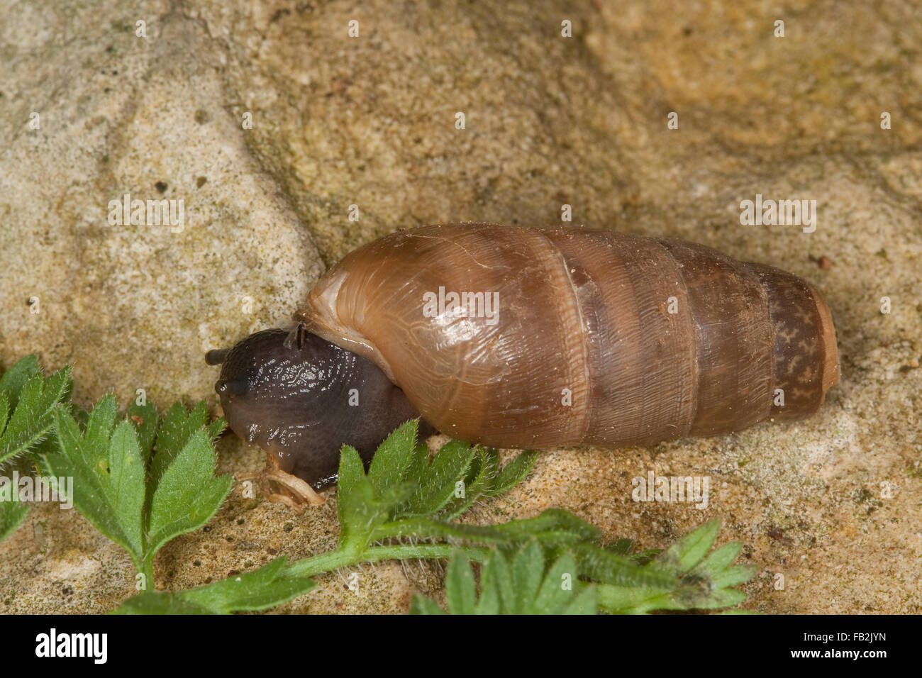 Decollate snail, Stumpfschnecke, Stumpf-Schnecke, Rumina decollata, Sizilien Stock Photo