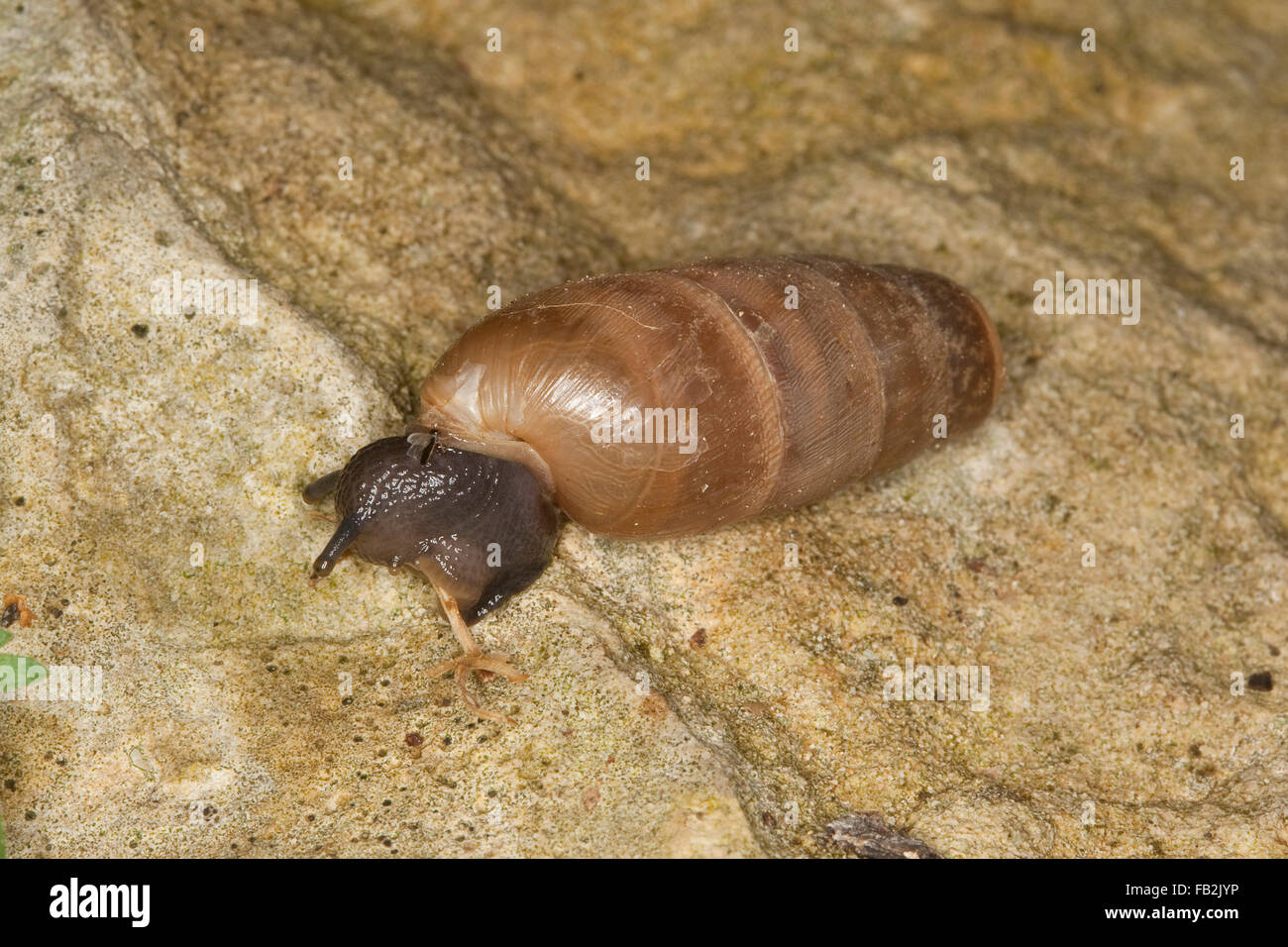 Decollate snail, Stumpfschnecke, Stumpf-Schnecke, Rumina decollata, Sizilien Stock Photo