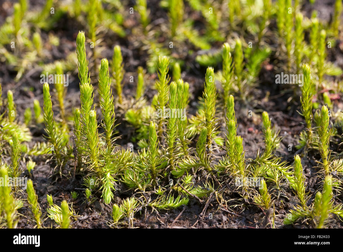 free download club moss free download club moss