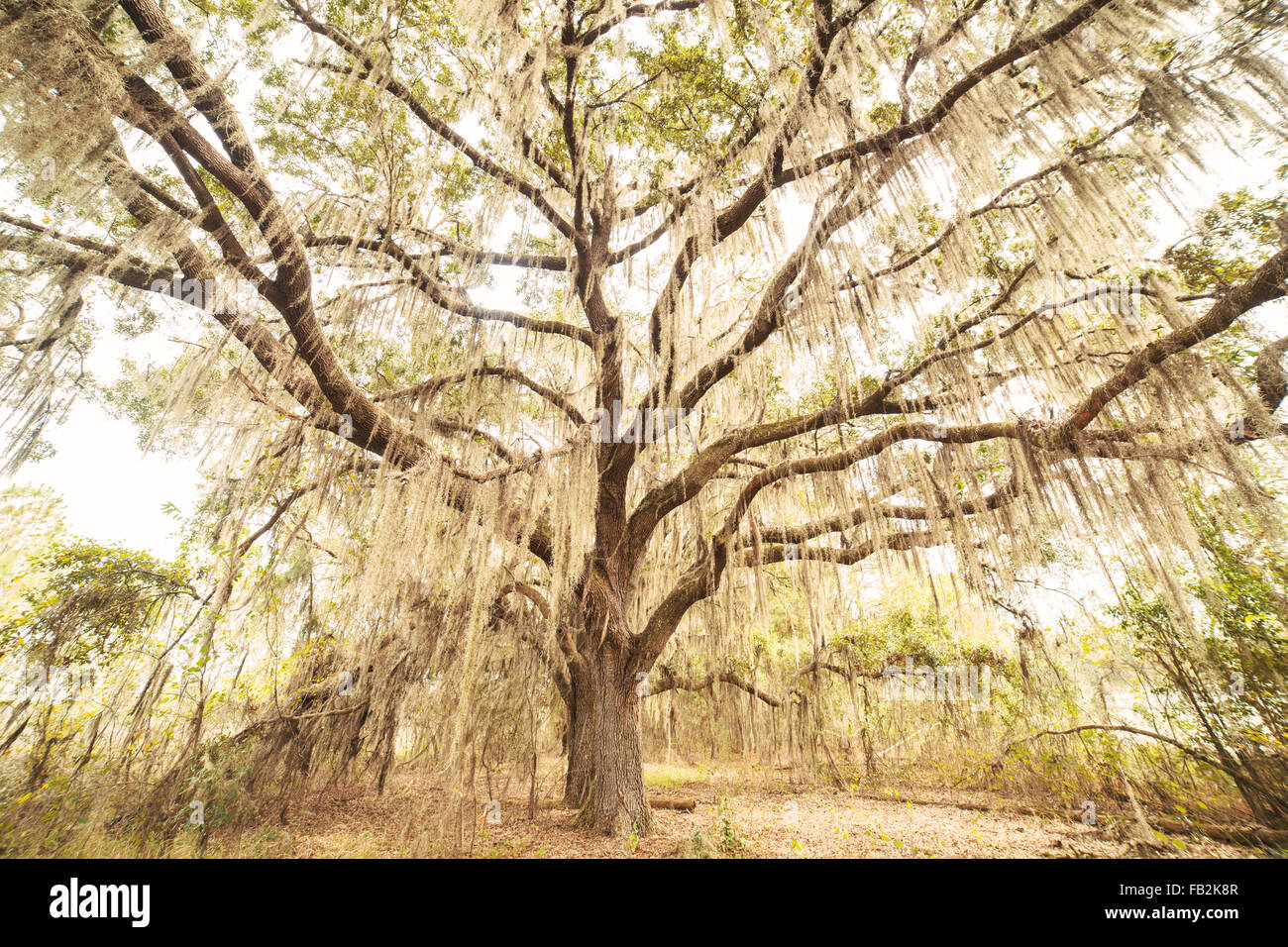 Spanish moss oak tree hires stock photography and images Alamy