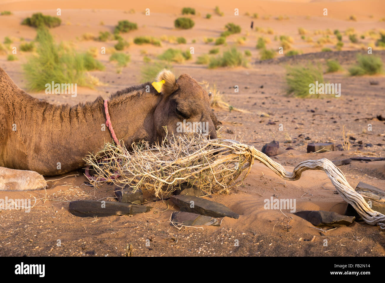 Верблюд питание в пустыне. Что едят верблюды. Как верблюды едят колючки. Верблюд ест колючки. Как верблюды едят колючки.