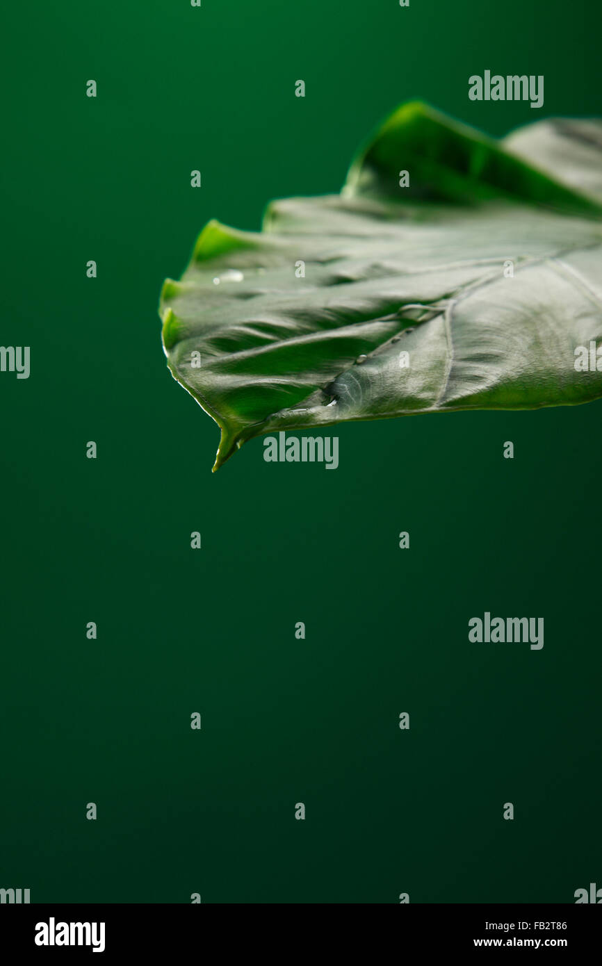 close up of the leaf on the green background Stock Photo - Alamy
