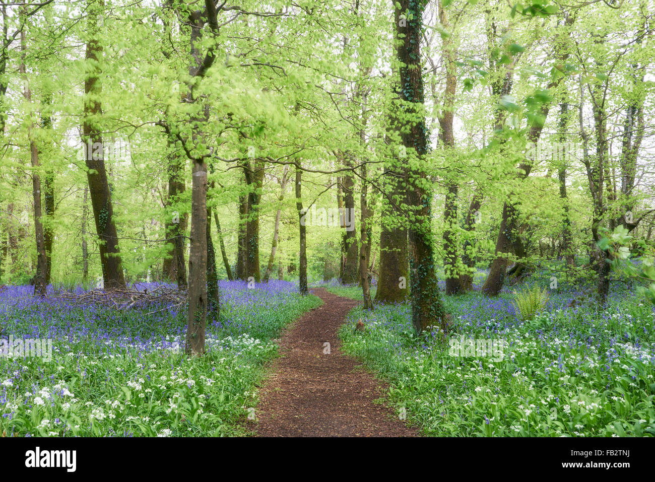 Pathway through bluebells and wild garlic Stock Photo