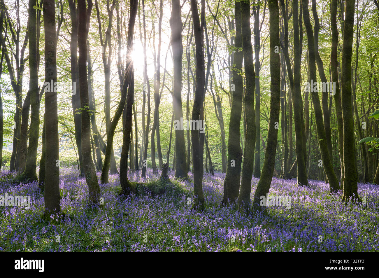 Sunlight shining between the trees and lighting up the bluebells on the woodland floor. Stock Photo