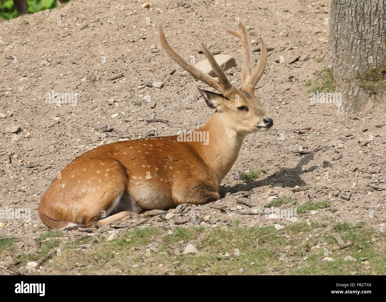 Male Indian hog deer (Axis Porcinus, Hyelaphus porcinus), native from Pakistan to western Thailand Stock Photo