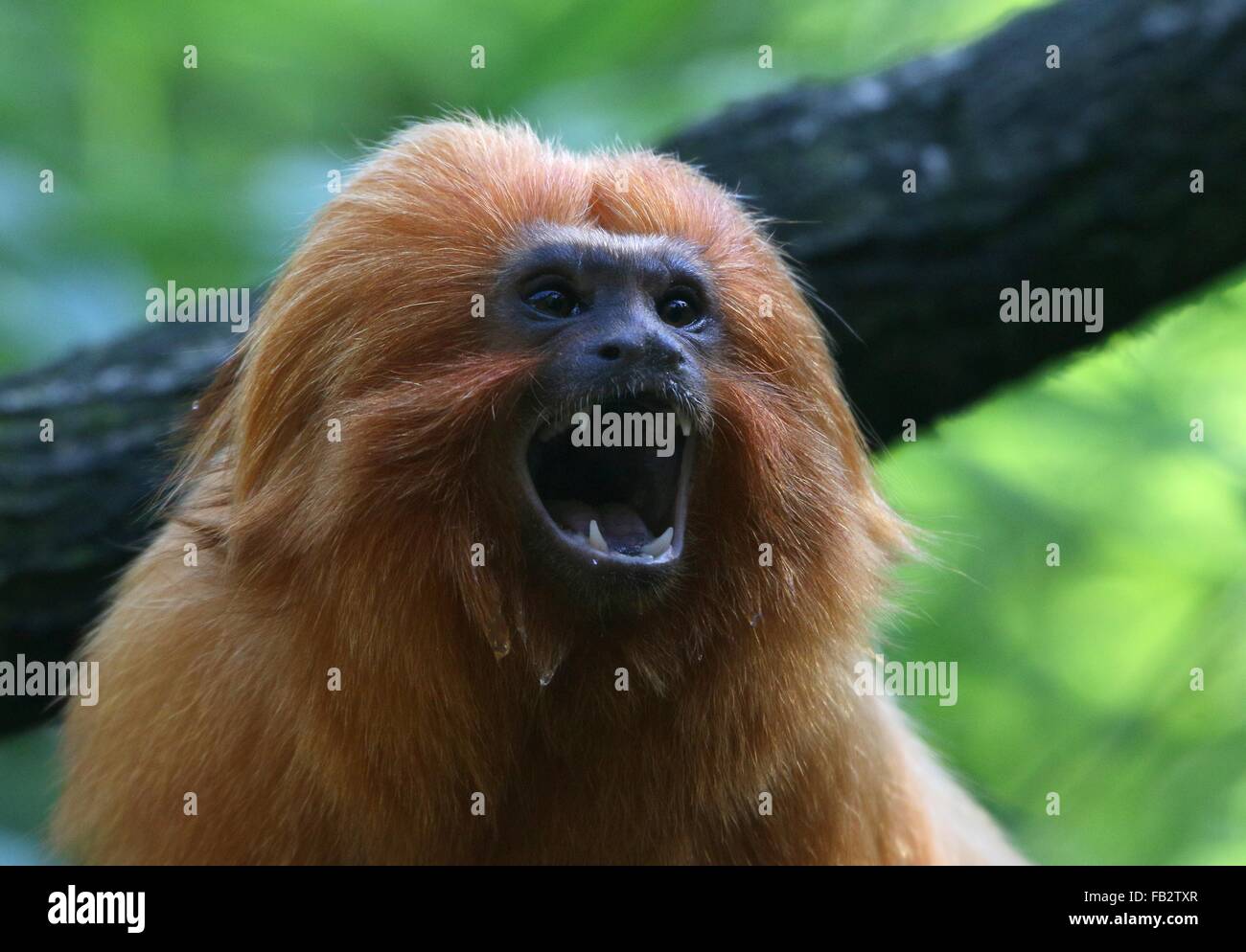 Hollering Brazilian Golden marmoset (Leontopithecus rosalia) a.k.a. Golden lion tamarin, mouth wide open and teeth showing Stock Photo