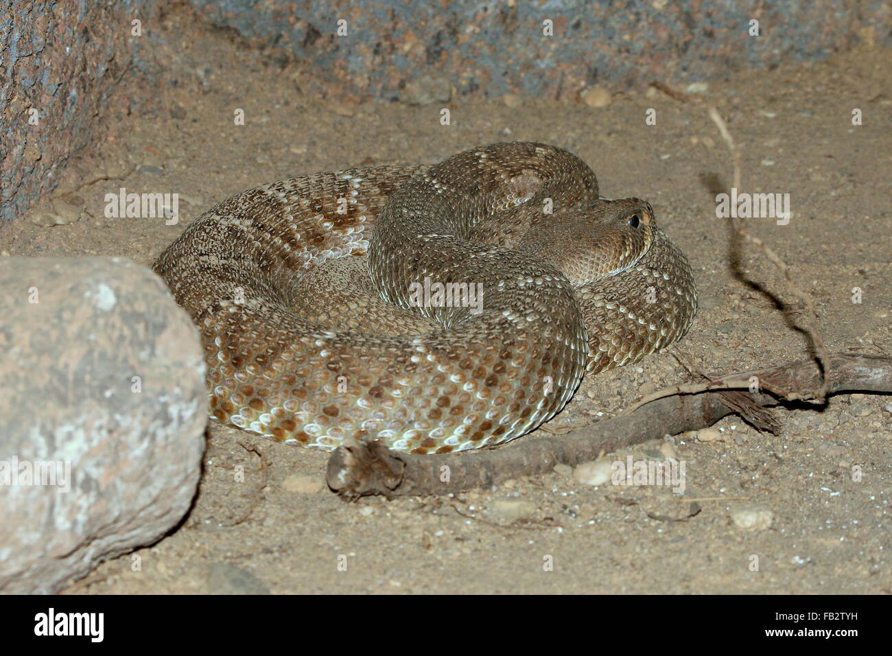 Red diamond rattlesnake (Crotalus ruber), native to the southern