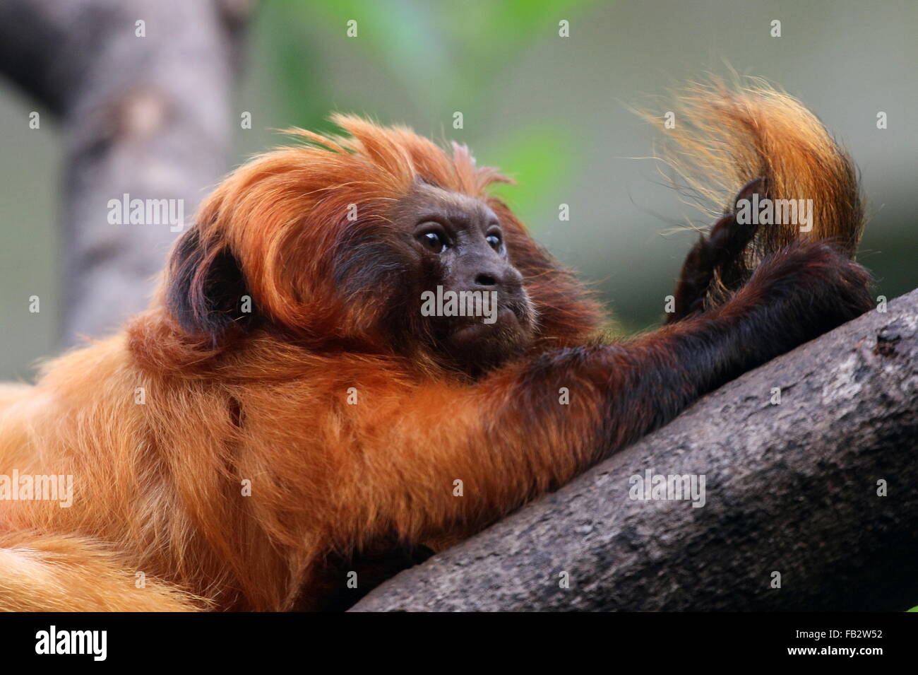 Brazilian Golden marmoset (Leontopithecus rosalia) a.k.a. Golden lion tamarin. Busy grooming his own tail Stock Photo