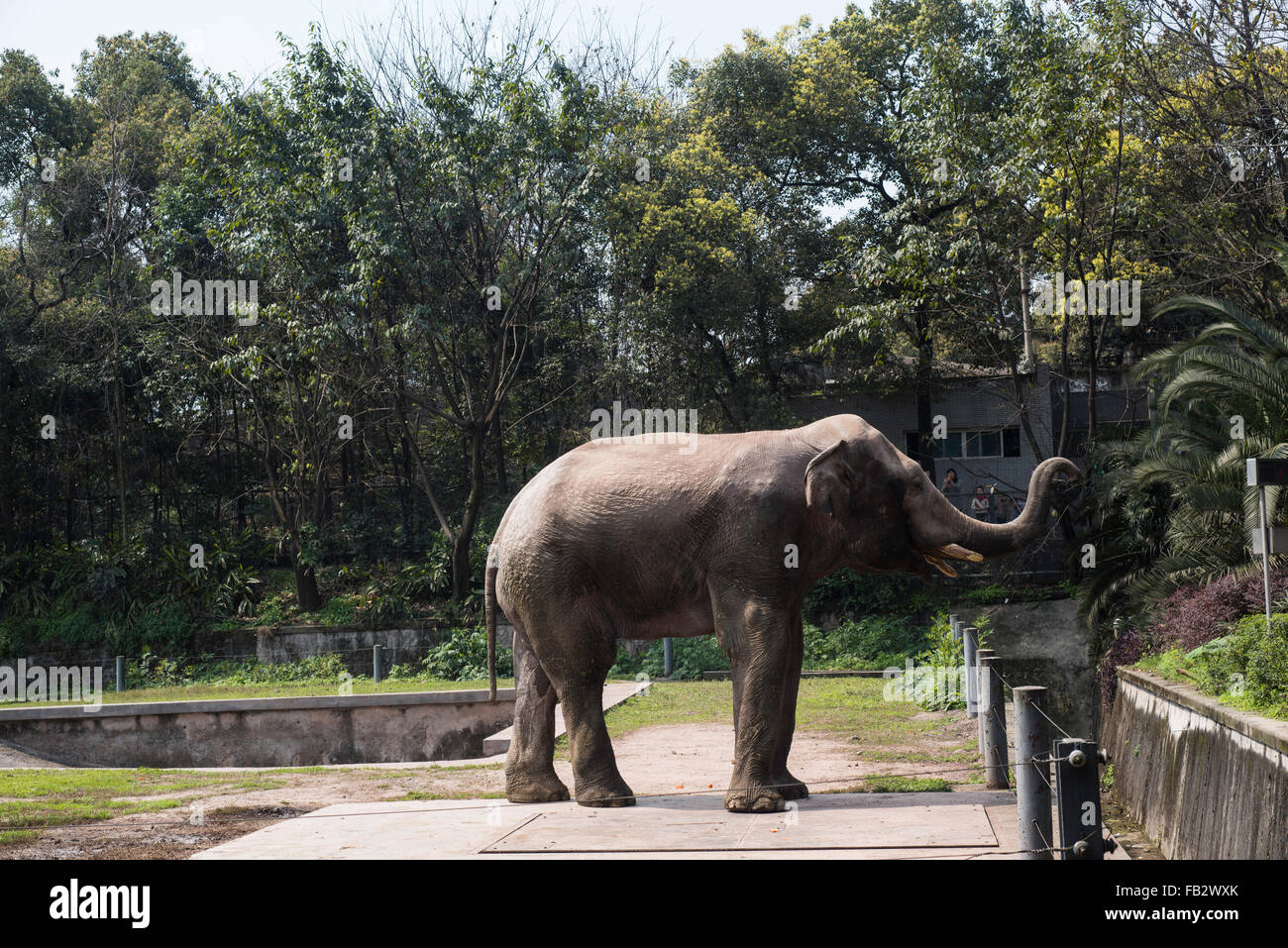 elephant profile side view standing up at chongqing zoo in China. Stock Photo