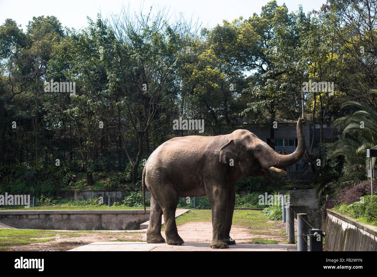 elephant profile side view standing up at chongqing zoo in China. Stock Photo