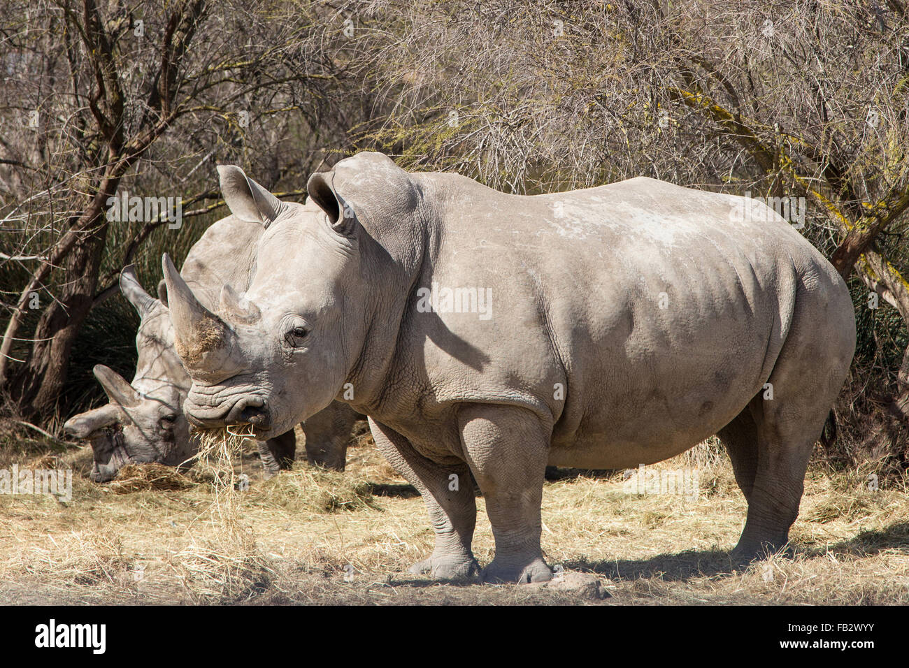 White Rhinoceros (Ceratotherium simum) eating hay. Stock Photo