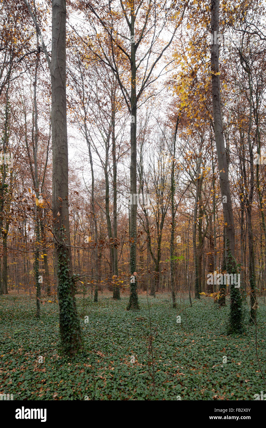 Krefeld, Stadtwald Stock Photo