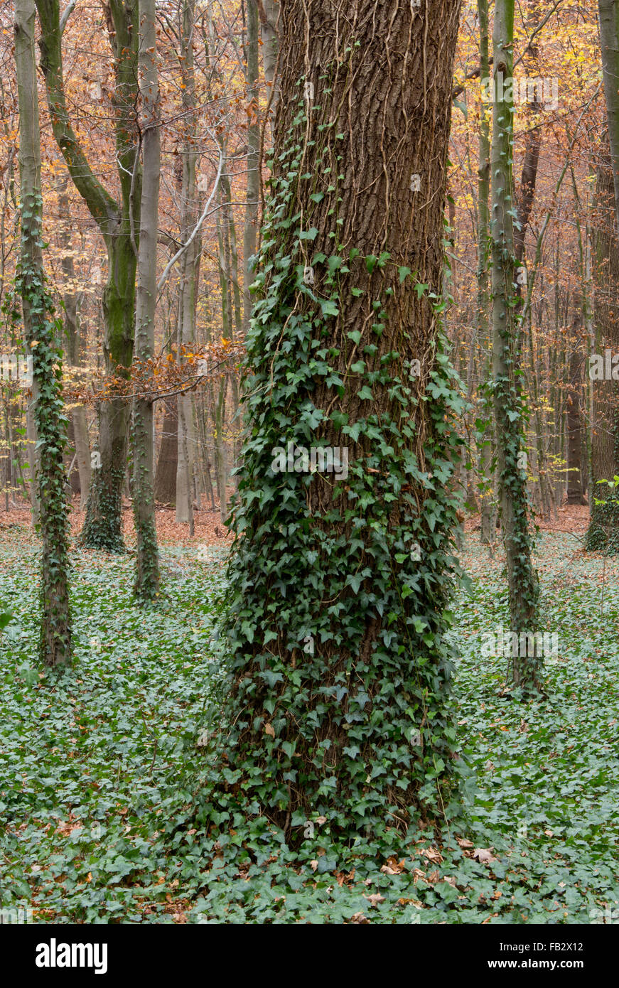 Krefeld, Stadtwald Stock Photo