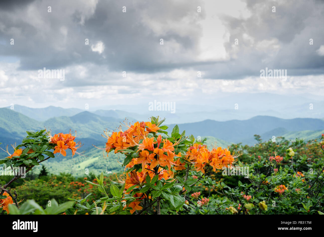 Flame azalea hires stock photography and images Alamy