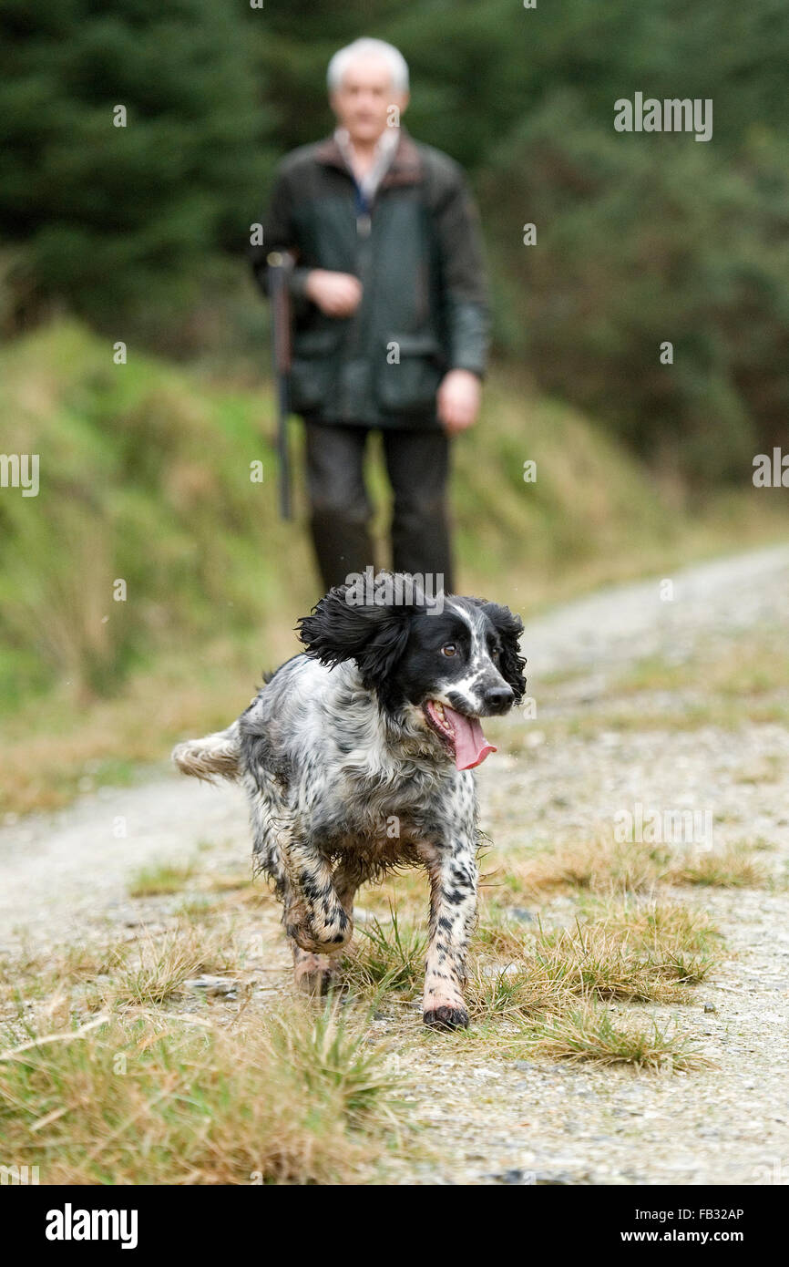 a man out shooting with his dog Stock Photo