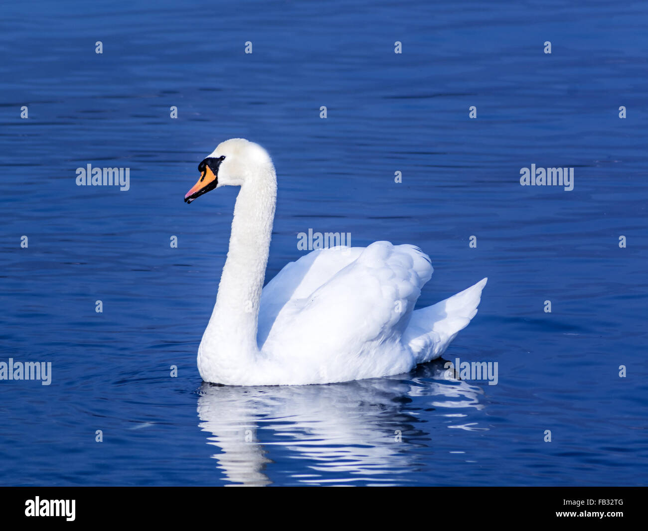 white swan swimming on the water of a calm lake Stock Photo - Alamy