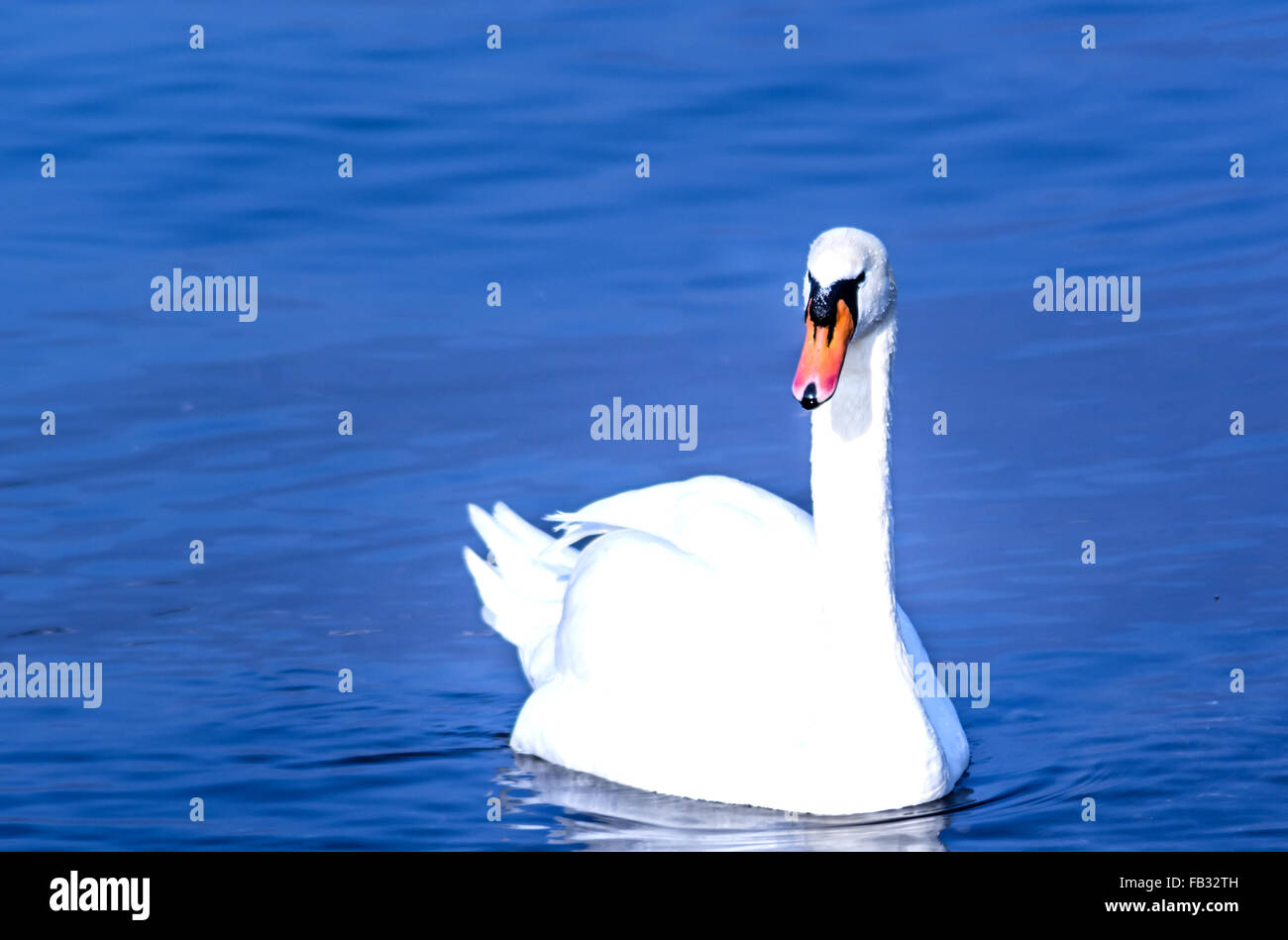 white swan swimming on the water of a calm lake Stock Photo - Alamy