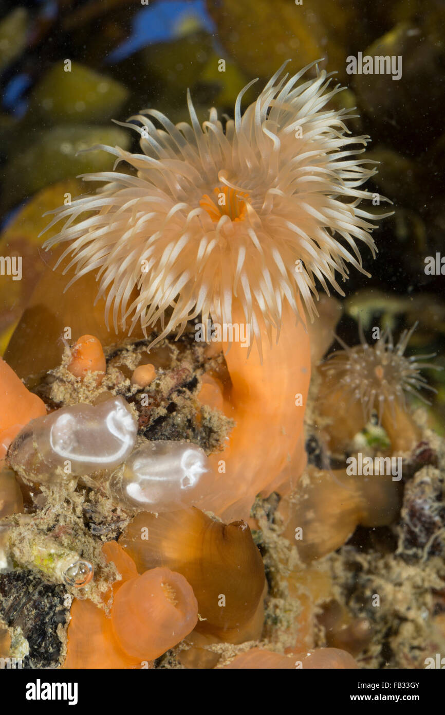 Frilled anemone, plumose sea anemone, brown sea anemone, Seenelke, See-Nelke, Metridium senile, Seeanemone, L'Œillet de mer Stock Photo