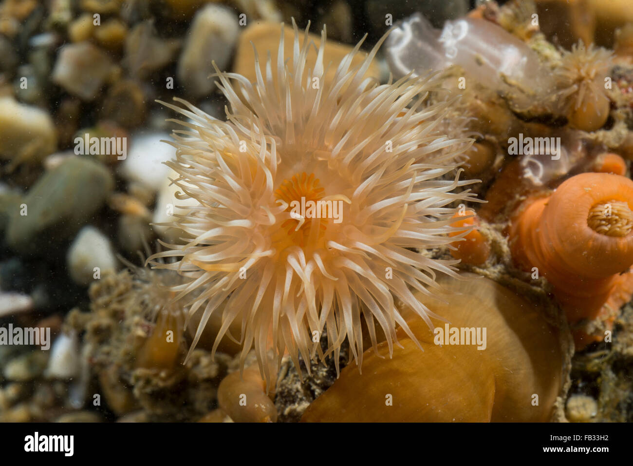 Frilled anemone, plumose sea anemone, brown sea anemone, Seenelke, See-Nelke, Metridium senile, Seeanemone, L'Œillet de mer Stock Photo