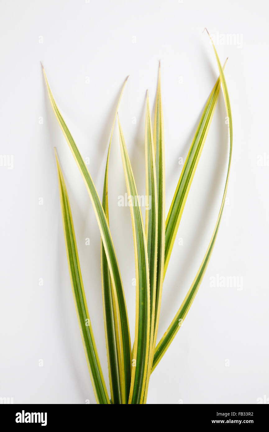 arrangement of leaf on the plain background Stock Photo - Alamy